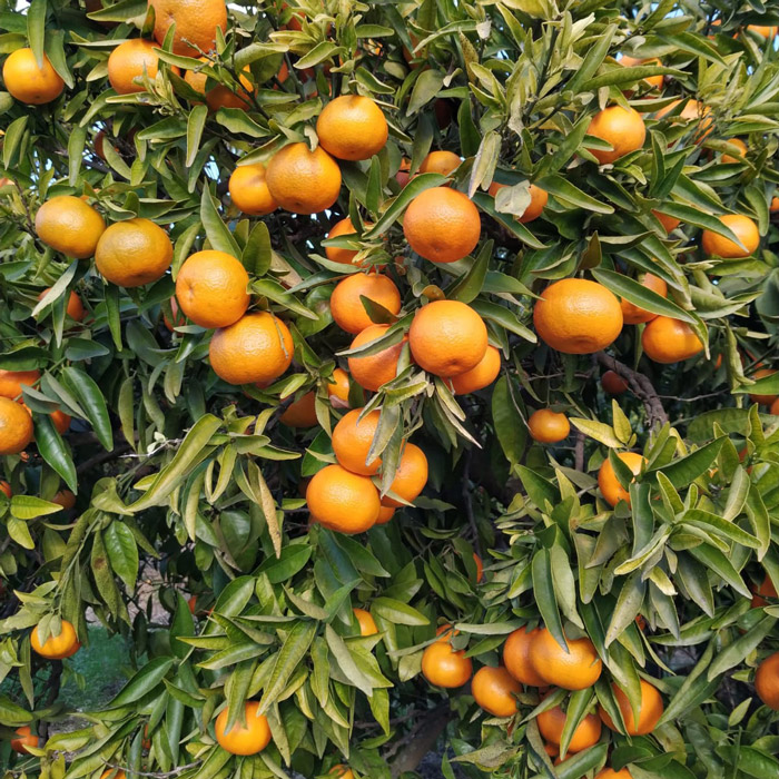 Mandarina Clementina 15Kg